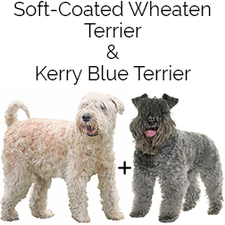 Kerry Wheaten Terrier Dog